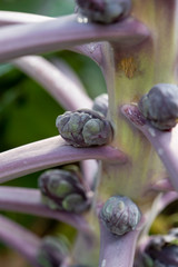 Purple brussels sprouts cabbages growing on plant in organic garden