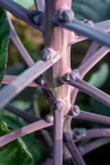 Purple brussels sprouts cabbages growing on plant in organic garden