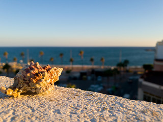 Caracola en un balcón con el mar de fondo en un atardecer, playa de fondo con palmeras, hora dorada y sombras alargadas.