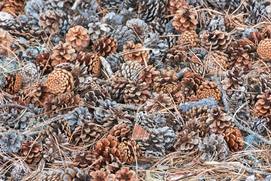 Abstract texture with dry pine cones