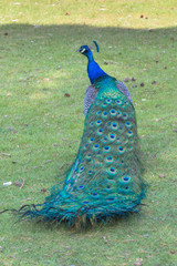 Obraz premium Adult Male Peacock in the grass