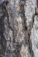 Abstract texture with black pine trunk bark