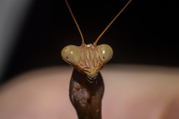 Brown mantis