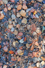 Abstract background with multicolored fallen leaves, branches and acorns