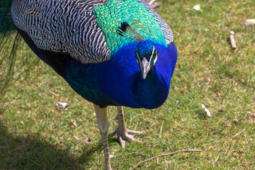 Fototapeta premium Adult Male Peacock in the grass