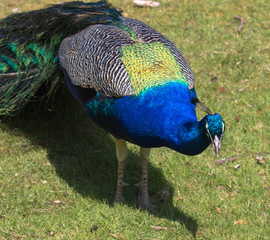 Fototapeta premium Adult Male Peacock in the grass