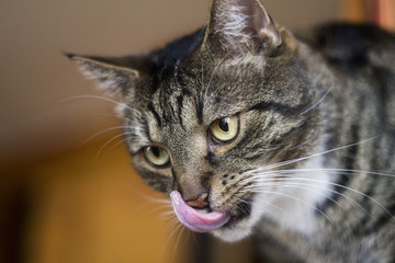 Tabby cat
