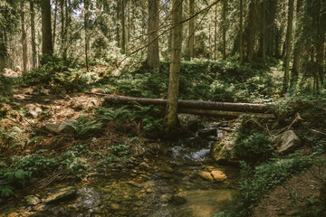 A tree in the middle of a forest