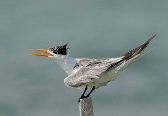Portrait of a Greater Crested Tern