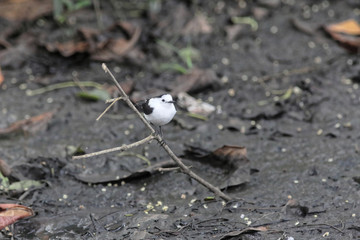 Moucherolle pie perchée sur une petite branche - Guyane française