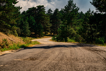 Serpentine road winding through the jungle. Countryside road in summer with large trees on both sides.