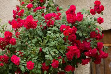 Red roses bush. Inflorescence of roses on a garden bush