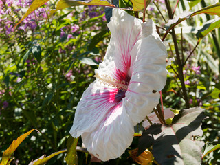 Gros plan sur une grande fleur solitaire d'hibiscus ou rose des marais, blanche, veinée de rouge...