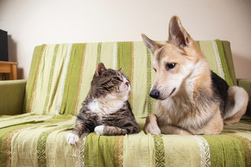 Playful dog and cat on sofa at home