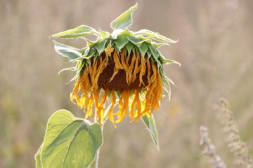 Nahaufname einer verwelkten Sonnenblume