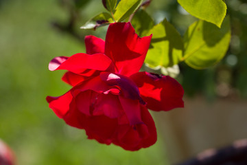 Red Rose on the Branch in the Garden. Close-up photo