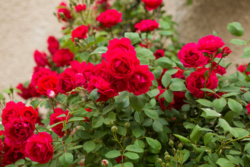 Red roses bush. Inflorescence of roses on a garden bush