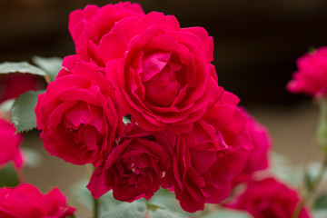 Red roses bush. Inflorescence of roses on a garden bush