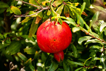 Pomegranates