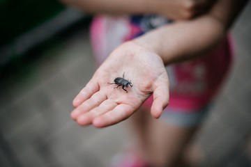 Käfer auf Kinderhand