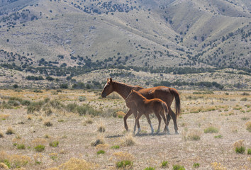 Wild Horse Mare and Foal in the Utah Desert