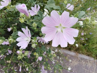 Wild flowers, Background, flower, nature,