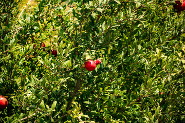 Pomegranates