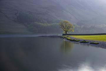 Misty lonely tree  morning on the lake