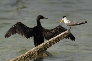 Greater Crested Tern perched on a wooden log with Socotra cormorant at the backdrop