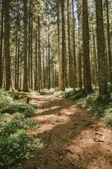 Fototapeta premium A tree in a forest