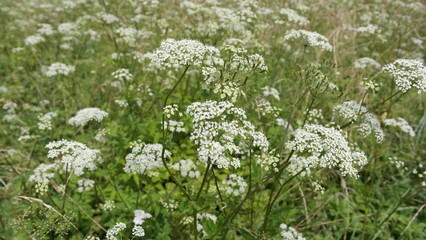 Fototapeta premium Wild flowers, Background, flower, nature,
