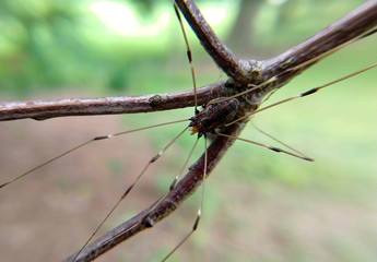 daddy long legs on branch