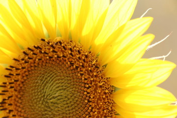 Nahaufname einer Sonnenblume