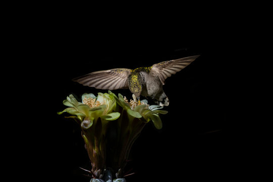 Costa's Hummingbird (Calypte costae) Feeding on a Stenocereus beneckei Succulent Bloom