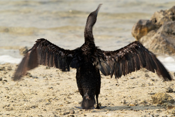 Socotra cormorant shaking its head