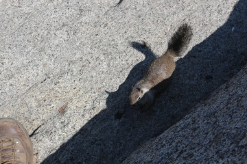 Squirrel in Yosemite National Park
