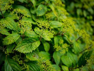 花が付く前のあじさい