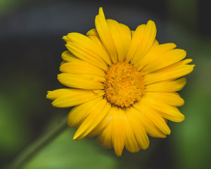 Coreopsis Bold