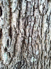 bark of a tree