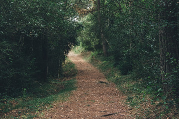 Camino de bosque entre árboles altos sin personas