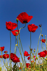Red Poppies known as Papaver Roeas in Latin.