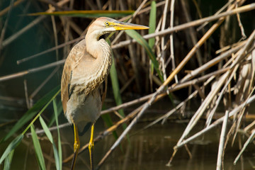 Ardea purpurea, juvenile bird in the lagoon, Spain