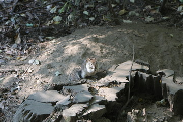 Views of Yosemite National Park, california
