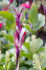 purple and yellow flowers