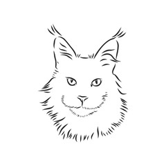 Maine coon cat portrait. Hand drawn vector illustration. Can be used separately from your design.