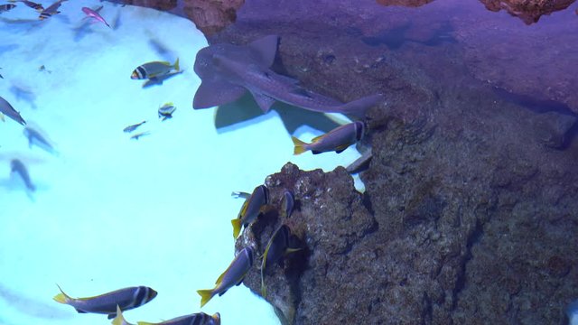 Rhina ancylostoma, the bowmouth guitarfish, shark ray or mud skate, is a species of ray and a member of the family Rhinidae swimming in shallow coral reef water.