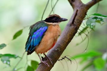 Blue-winged pitta shred its puffy feathers on wet tree after raining,