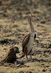 Socotra cormorant at Busaiteen coast, Bahrain