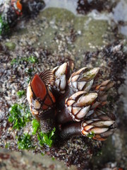 Goose barnacles (Pollicipes elegans) in the intertidal zone on the north Peruvian coast