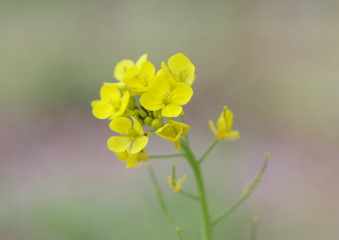 菜の花のクローズアップ